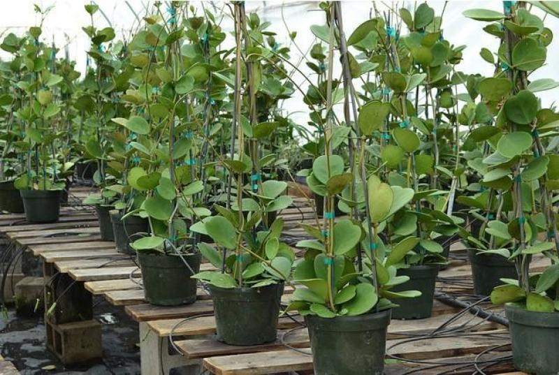 室内盆栽花卉爬藤植物心叶球兰多肉植物盆栽绿植