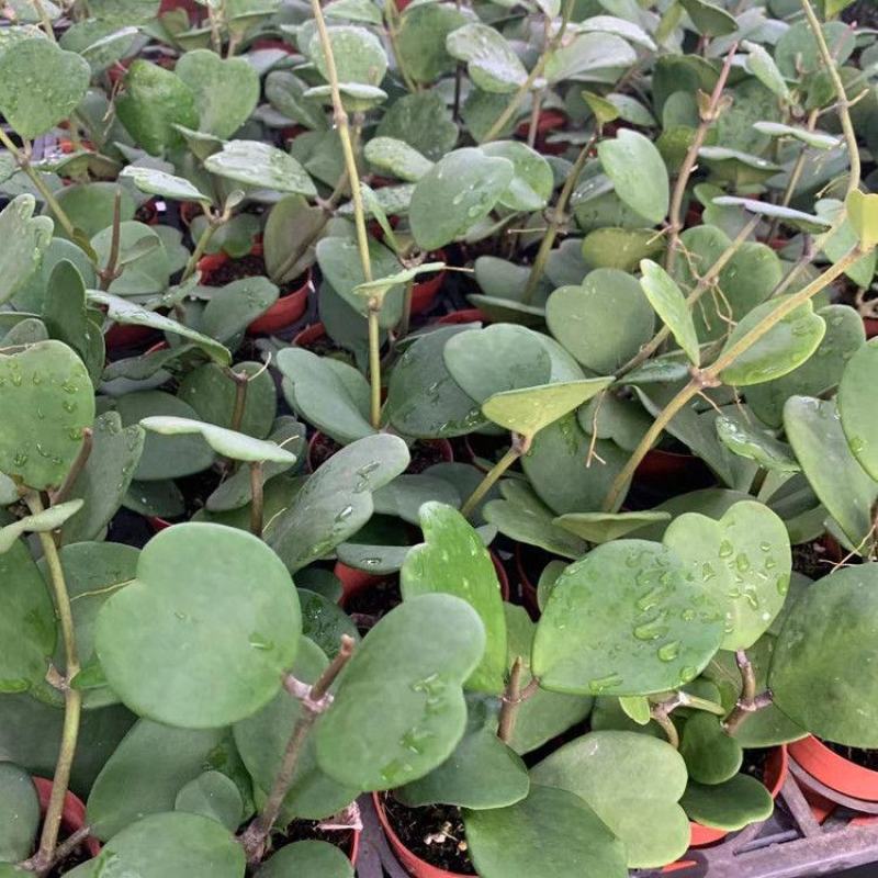 室内盆栽花卉爬藤植物心叶球兰多肉植物盆栽绿植