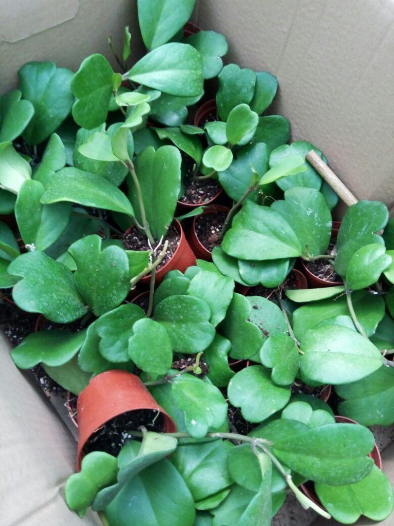 室内盆栽花卉爬藤植物心叶球兰多肉植物盆栽绿植