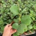 室内盆栽花卉爬藤植物心叶球兰多肉植物盆栽绿植