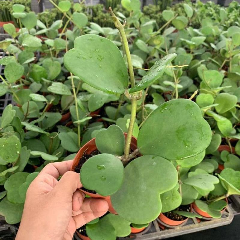 室内盆栽花卉爬藤植物心叶球兰多肉植物盆栽绿植