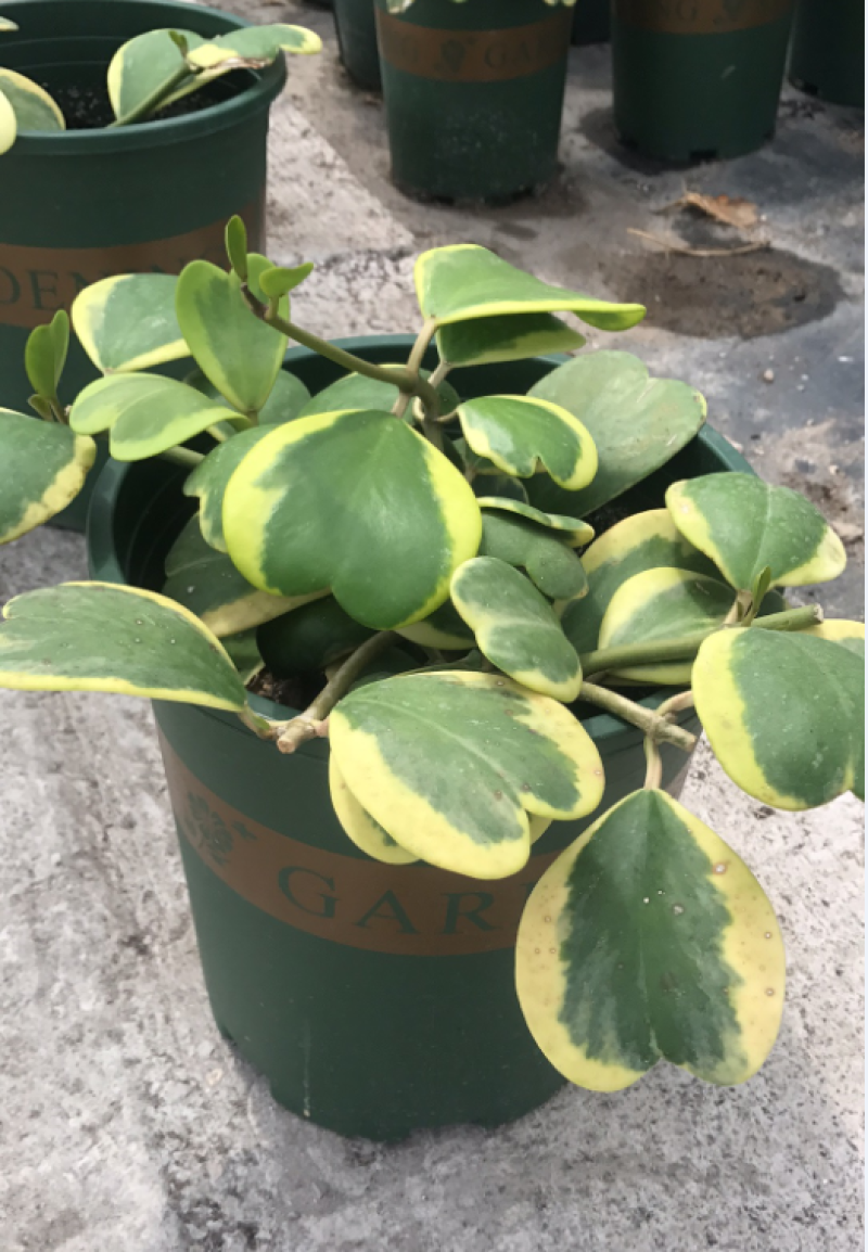 室内盆栽花卉爬藤植物心叶球兰多肉植物盆栽绿植