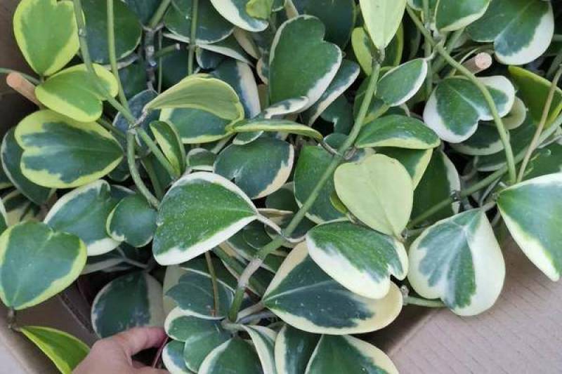 室内盆栽花卉爬藤植物心叶球兰多肉植物盆栽绿植