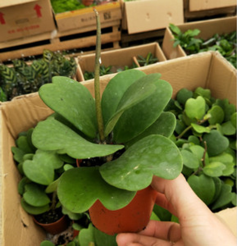室内盆栽花卉爬藤植物心叶球兰多肉植物盆栽绿植