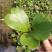 室内盆栽花卉爬藤植物心叶球兰多肉植物盆栽绿植