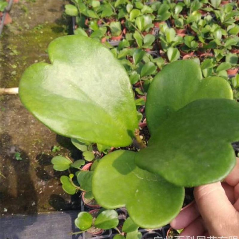 室内盆栽花卉爬藤植物心叶球兰多肉植物盆栽绿植