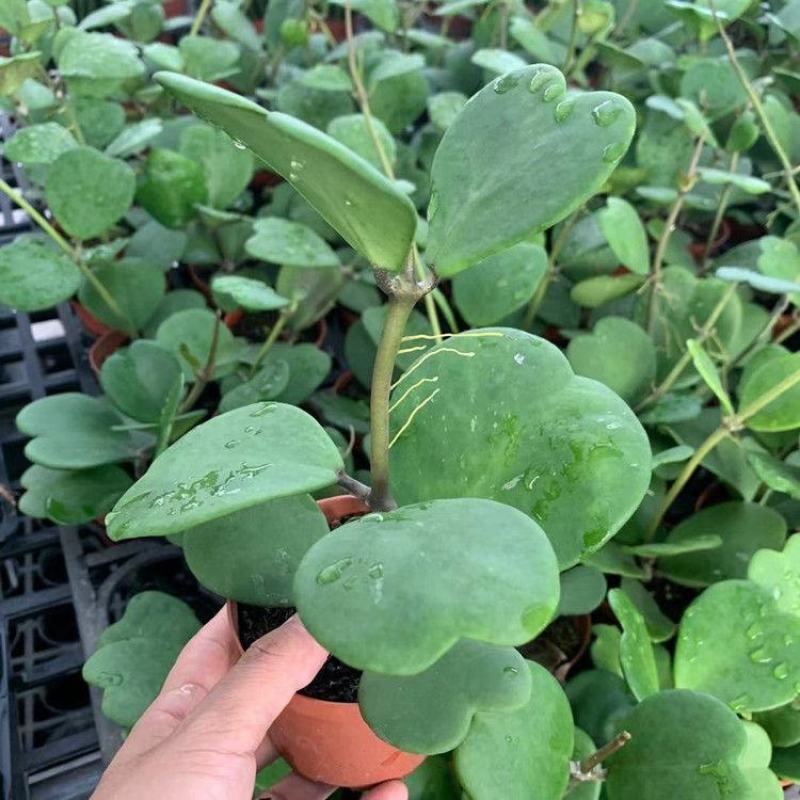 室内盆栽花卉爬藤植物心叶球兰多肉植物盆栽绿植