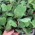 室内盆栽花卉爬藤植物心叶球兰多肉植物盆栽绿植