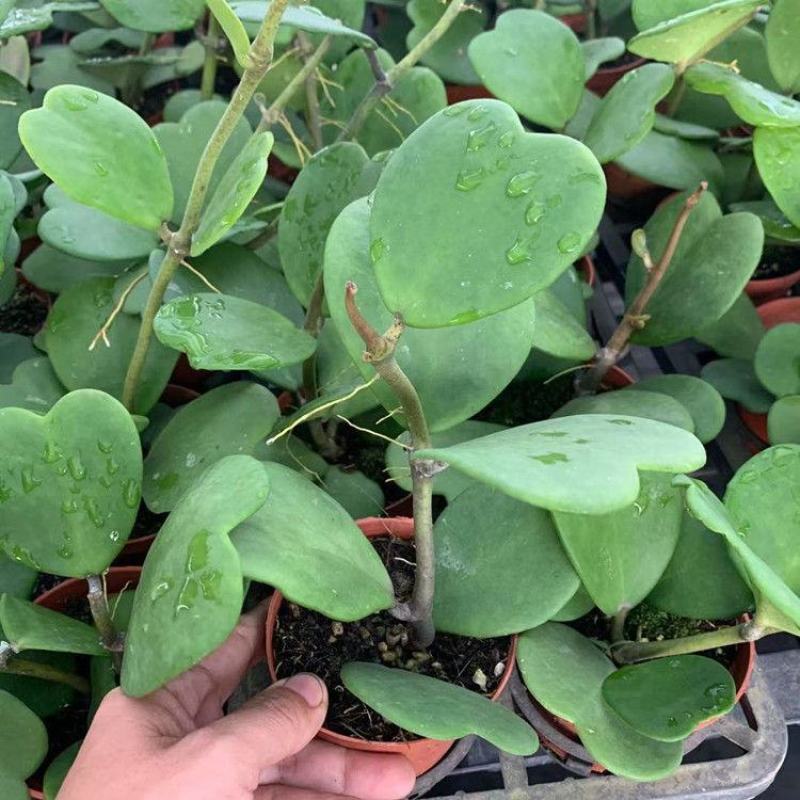 室内盆栽花卉爬藤植物心叶球兰多肉植物盆栽绿植