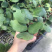 室内盆栽花卉爬藤植物心叶球兰多肉植物盆栽绿植