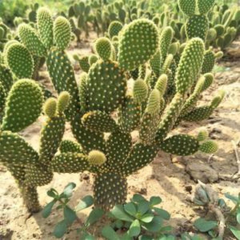 黄毛掌可爱兔耳仙人掌多肉植物防辐射盆栽花卉办公室防辐射