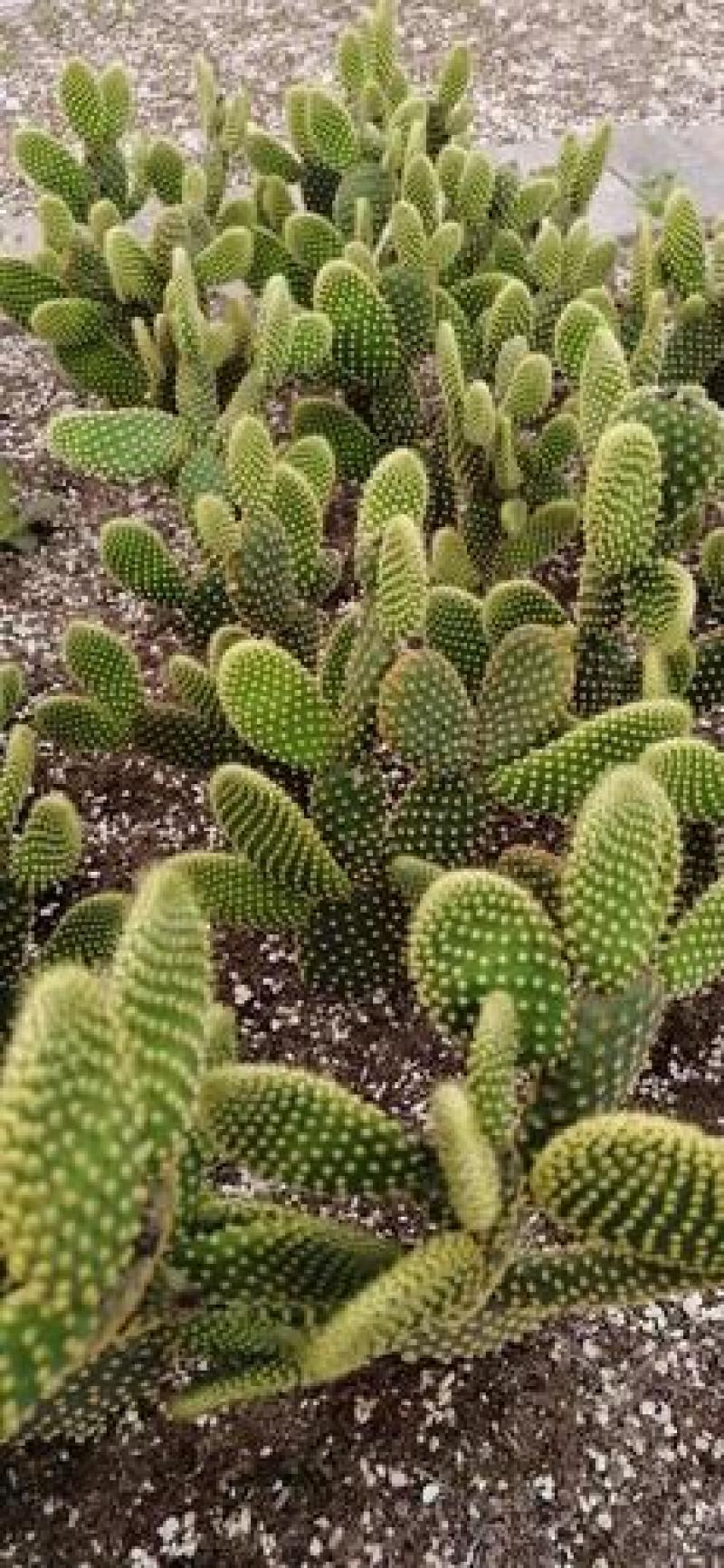 黄毛掌可爱兔耳仙人掌多肉植物防辐射盆栽花卉办公室防辐射