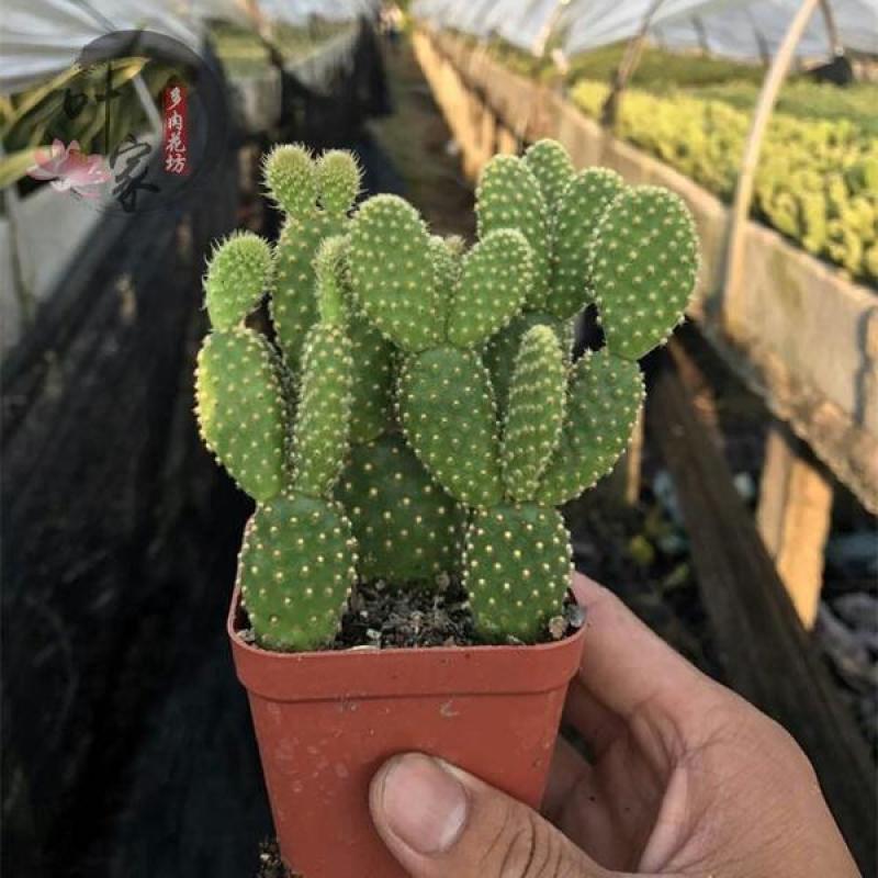 黄毛掌可爱兔耳仙人掌多肉植物防辐射盆栽花卉办公室防辐射