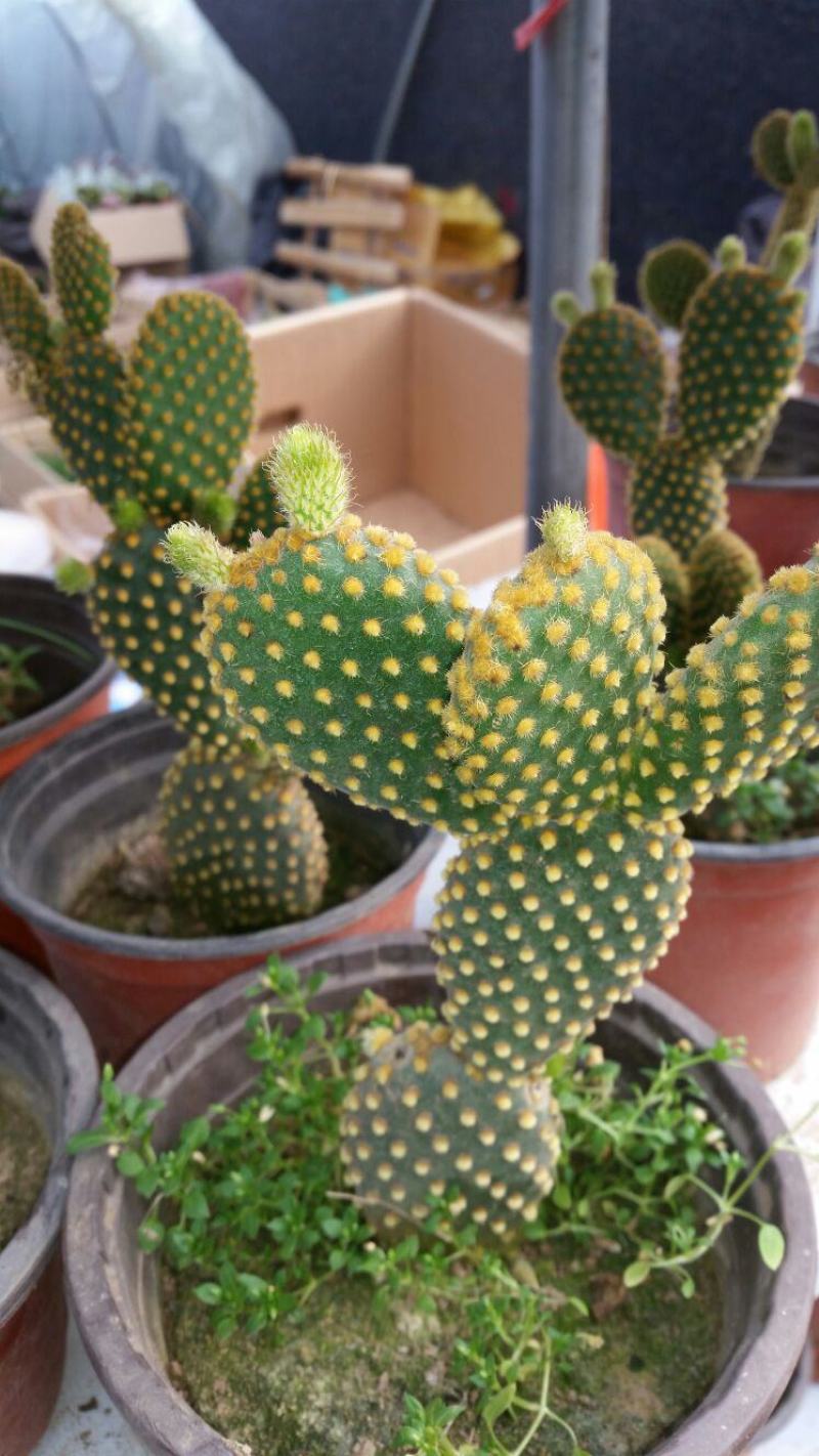 黄毛掌可爱兔耳仙人掌多肉植物防辐射盆栽花卉办公室防辐射