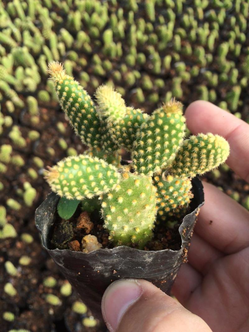 黄毛掌可爱兔耳仙人掌多肉植物防辐射盆栽花卉办公室防辐射