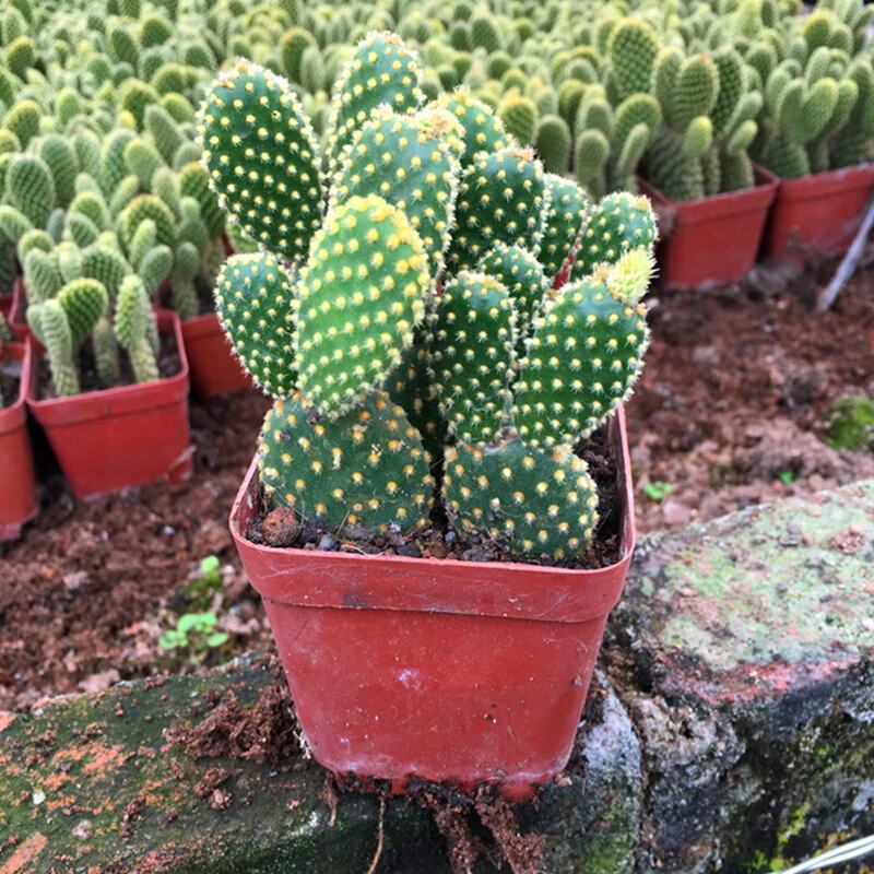 黄毛掌可爱兔耳仙人掌多肉植物防辐射盆栽花卉办公室防辐射