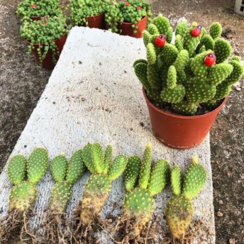 黄毛掌可爱兔耳仙人掌多肉植物防辐射盆栽花卉办公室防辐射