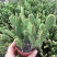 黄毛掌可爱兔耳仙人掌多肉植物防辐射盆栽花卉办公室防辐射
