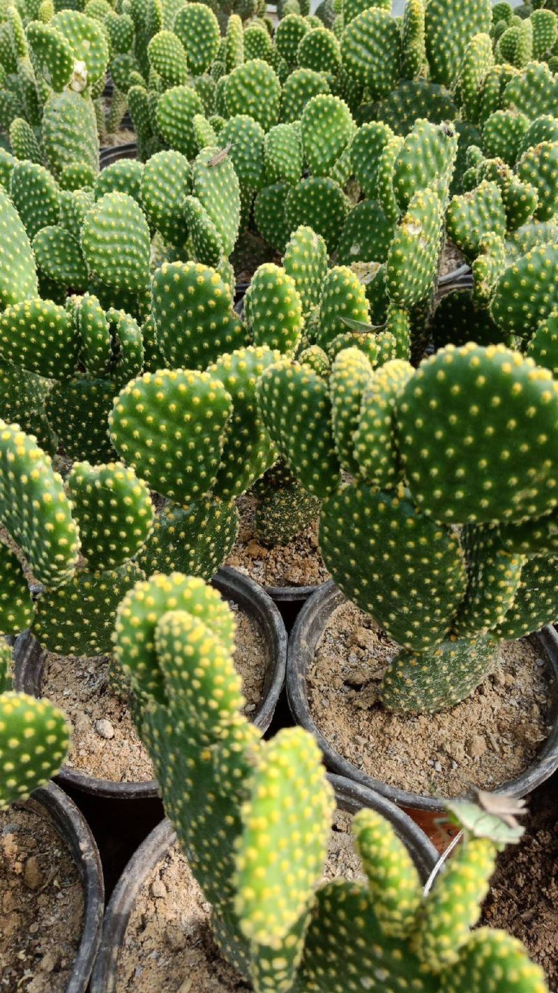 黄毛掌可爱兔耳仙人掌多肉植物防辐射盆栽花卉办公室防辐射
