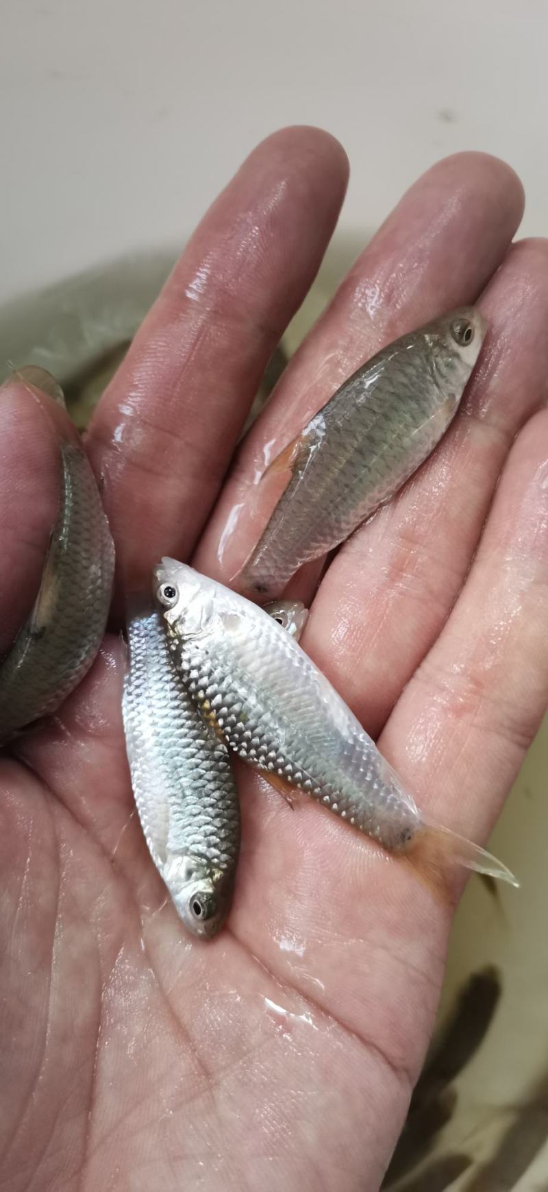 青竹鱼苗，杂交青波鱼苗打过针疫苗科学育良种苗技术指导跟综