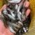 青竹鱼苗,杂交青波鱼苗打过针疫苗科学育良种苗技术指导跟综