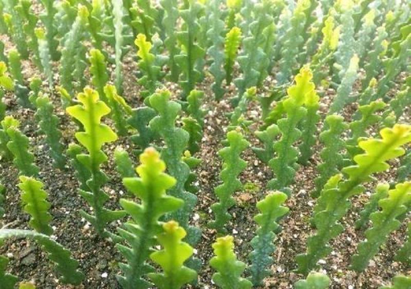 鱼骨令箭荷花锯齿状仙人球进口昙花开花漂亮多肉植物好养