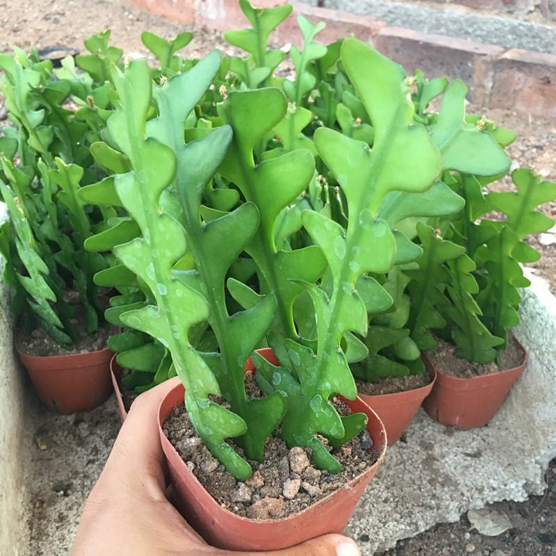 鱼骨令箭荷花锯齿状仙人球进口昙花开花漂亮多肉植物好养