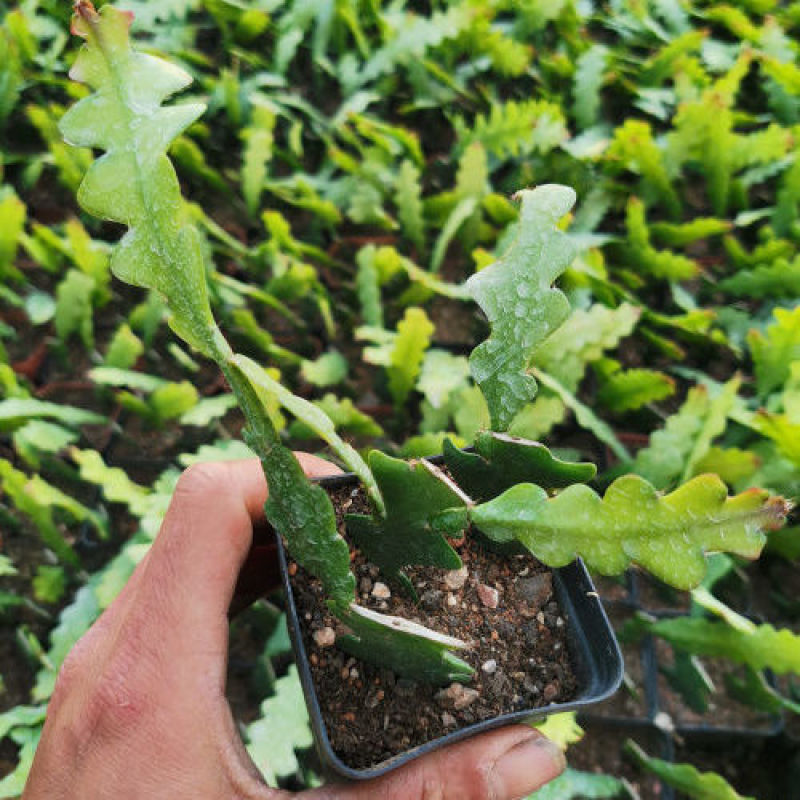 鱼骨令箭荷花锯齿状仙人球进口昙花开花漂亮多肉植物好养