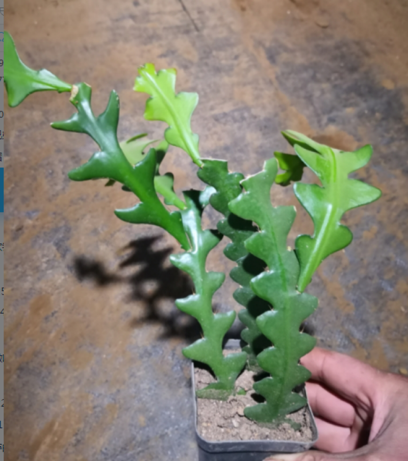 鱼骨令箭荷花锯齿状仙人球进口昙花开花漂亮多肉植物好养