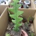 鱼骨令箭荷花锯齿状仙人球进口昙花开花漂亮多肉植物好养