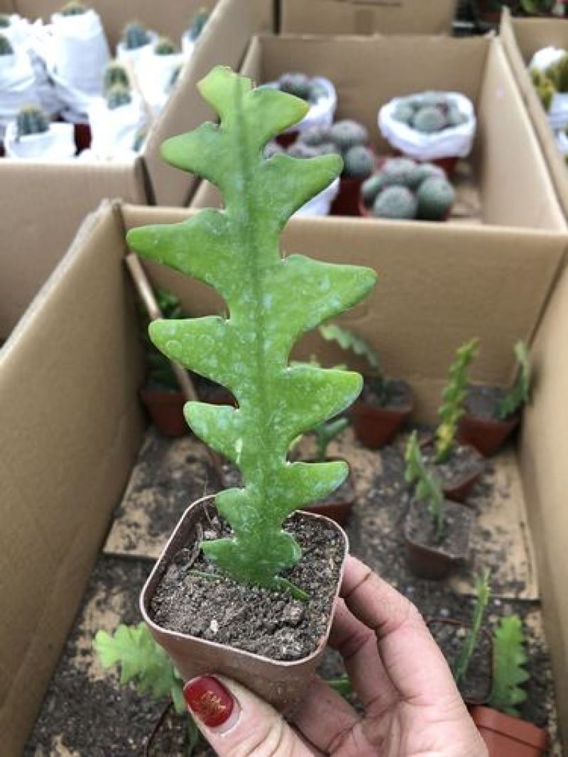 鱼骨令箭荷花锯齿状仙人球进口昙花开花漂亮多肉植物好养