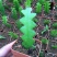 鱼骨令箭荷花锯齿状仙人球进口昙花开花漂亮多肉植物好养