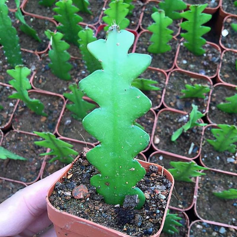 鱼骨令箭荷花锯齿状仙人球进口昙花开花漂亮多肉植物好养