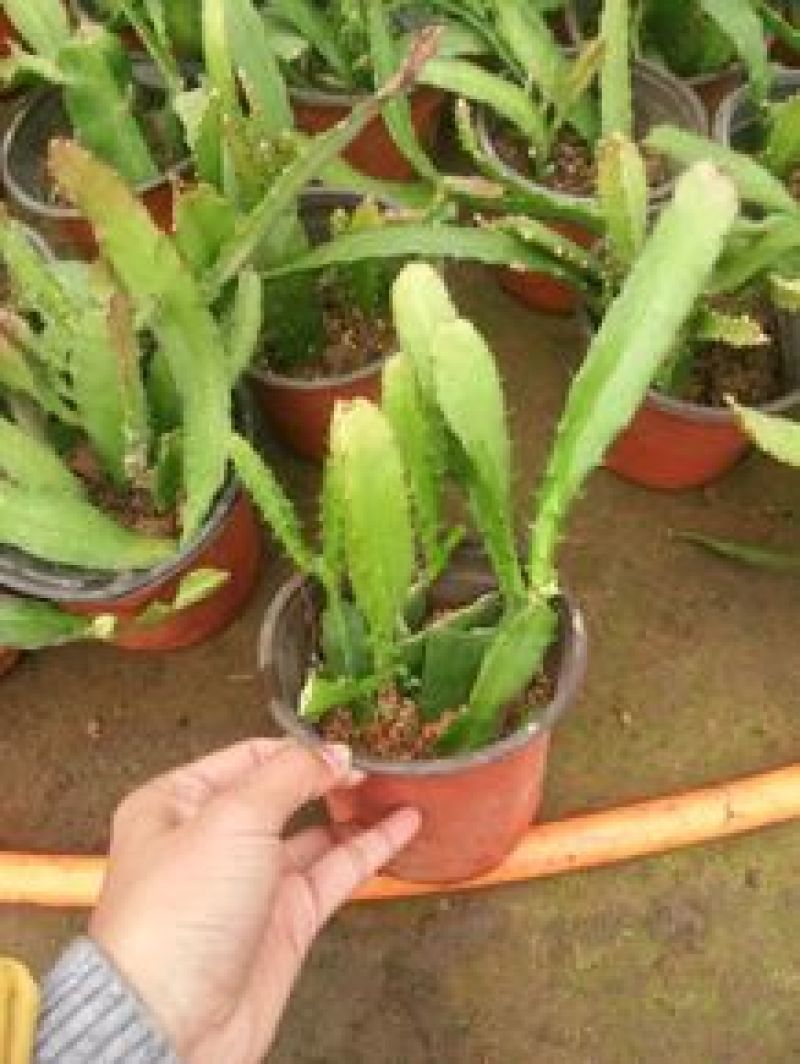鱼骨令箭荷花锯齿状仙人球进口昙花开花漂亮多肉植物好养