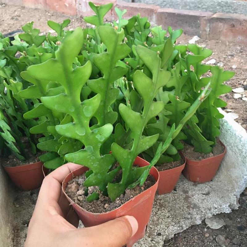 鱼骨令箭荷花锯齿状仙人球进口昙花开花漂亮多肉植物好养