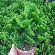 彭珊瑚多肉植物仙人掌美观趣味阳台庭院绿植