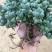 鹿角海棠多肉植物室内花卉绿植肉肉盆栽鲜花防辐射