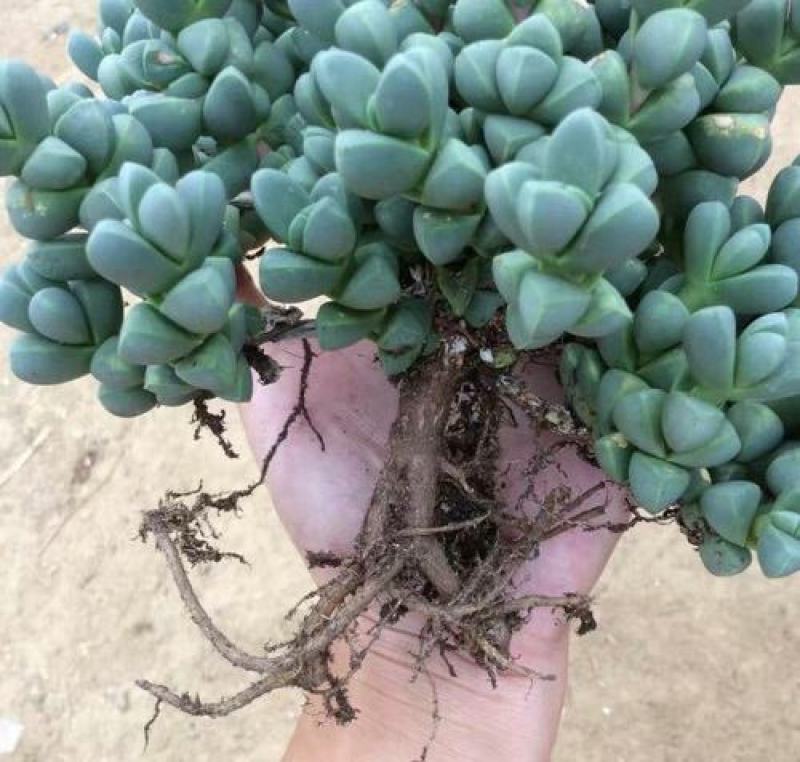 鹿角海棠多肉植物室内花卉绿植肉肉盆栽鲜花防辐射