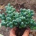 鹿角海棠多肉植物室内花卉绿植肉肉盆栽鲜花防辐射