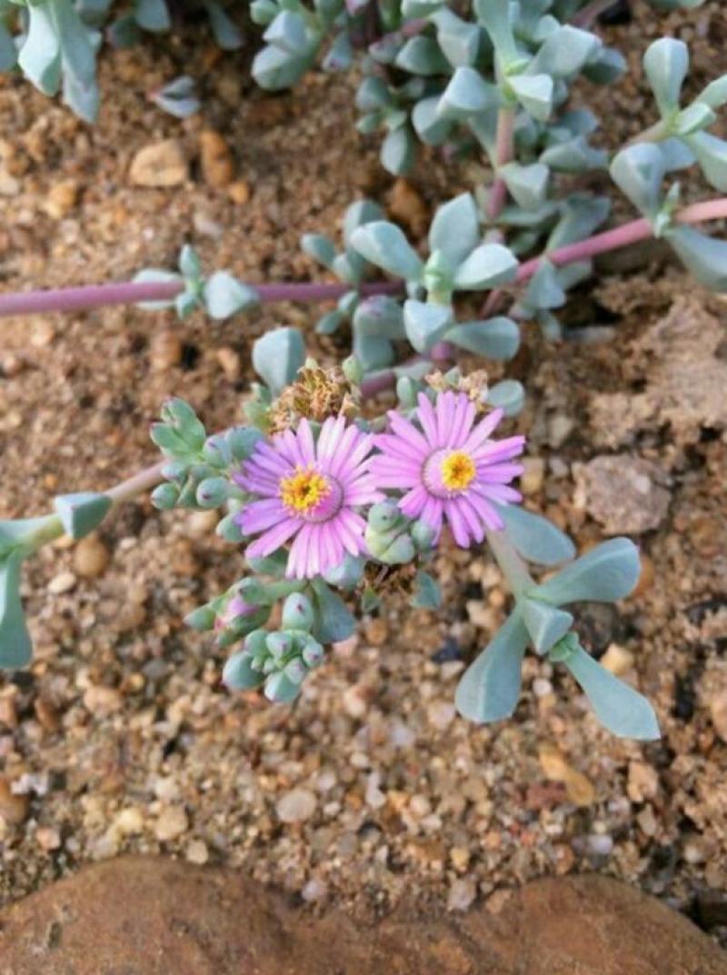 鹿角海棠多肉植物室内花卉绿植肉肉盆栽鲜花防辐射