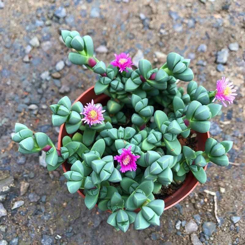 鹿角海棠多肉植物室内花卉绿植肉肉盆栽鲜花防辐射