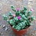 鹿角海棠多肉植物室内花卉绿植肉肉盆栽鲜花防辐射