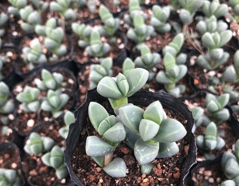 鹿角海棠多肉植物室内花卉绿植肉肉盆栽鲜花防辐射