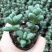 鹿角海棠多肉植物室内花卉绿植肉肉盆栽鲜花防辐射