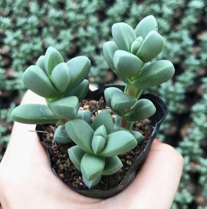 鹿角海棠多肉植物室内花卉绿植肉肉盆栽鲜花防辐射