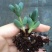 鹿角海棠多肉植物室内花卉绿植肉肉盆栽鲜花防辐射