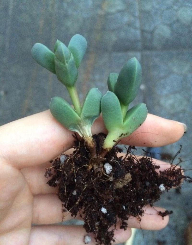 鹿角海棠多肉植物室内花卉绿植肉肉盆栽鲜花防辐射