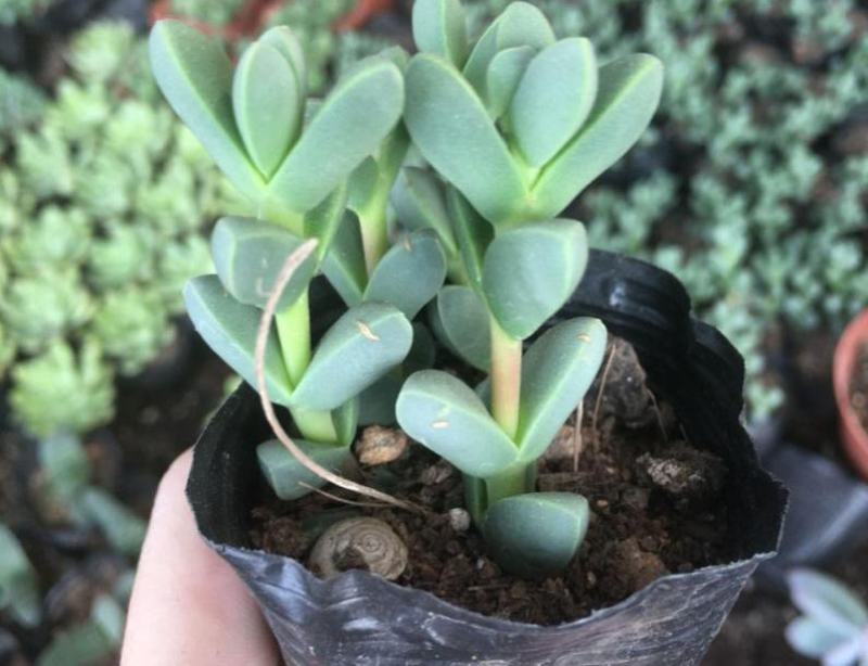 鹿角海棠多肉植物室内花卉绿植肉肉盆栽鲜花防辐射
