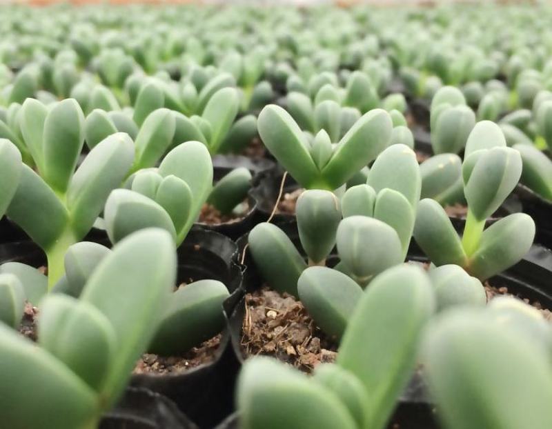 鹿角海棠多肉植物室内花卉绿植肉肉盆栽鲜花防辐射