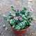 鹿角海棠多肉植物室内花卉绿植肉肉盆栽鲜花防辐射